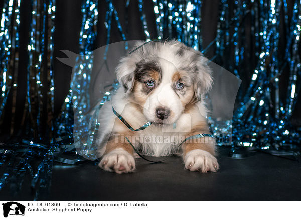 Australian Shepherd Welpe / Australian Shepherd Puppy / DL-01869