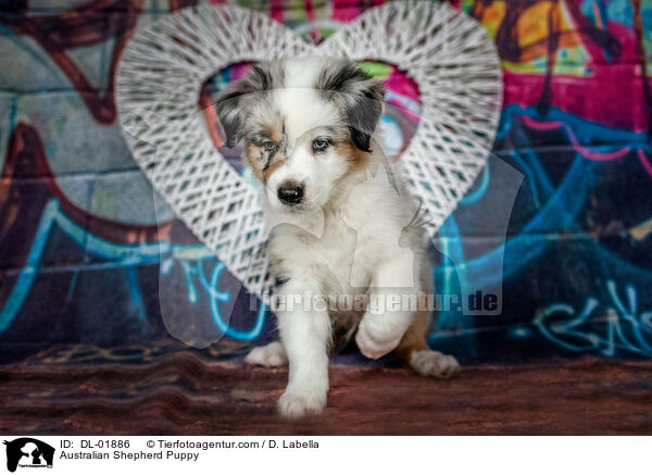 Australian Shepherd Welpe / Australian Shepherd Puppy / DL-01886