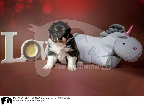 Australian Shepherd Welpe / Australian Shepherd Puppy / DL-01922