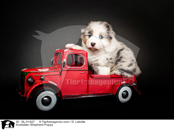 Australian Shepherd Welpe / Australian Shepherd Puppy / DL-01927