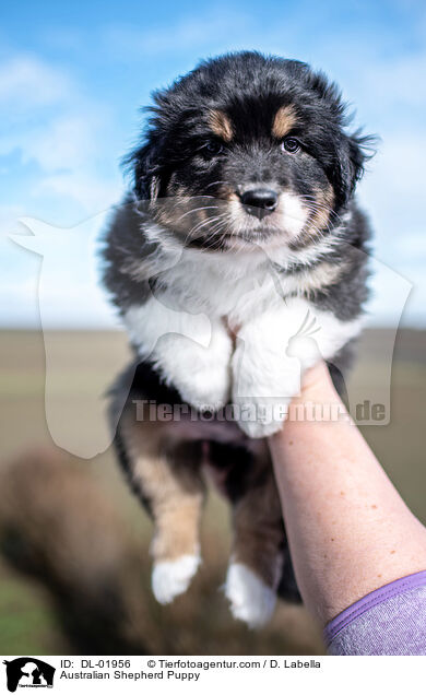 Australian Shepherd Welpe / Australian Shepherd Puppy / DL-01956