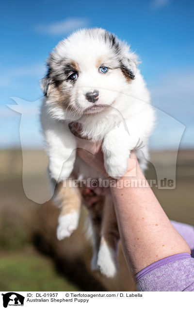 Australian Shepherd Welpe / Australian Shepherd Puppy / DL-01957