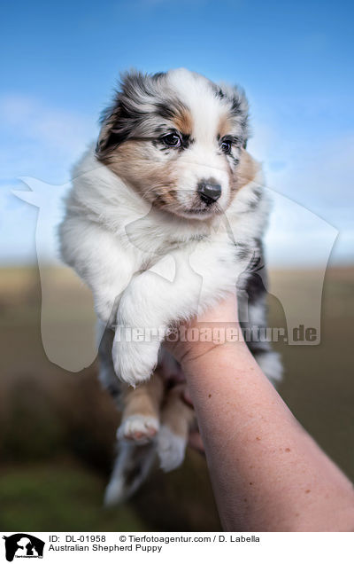 Australian Shepherd Welpe / Australian Shepherd Puppy / DL-01958