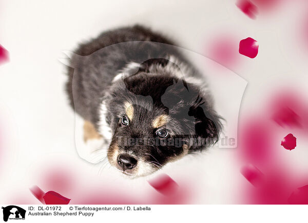 Australian Shepherd Welpe / Australian Shepherd Puppy / DL-01972