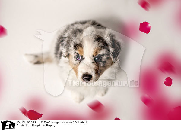 Australian Shepherd Welpe / Australian Shepherd Puppy / DL-02018