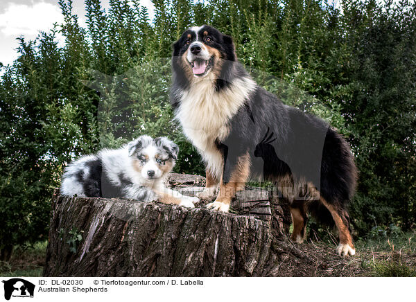 Australian Shepherds / Australian Shepherds / DL-02030