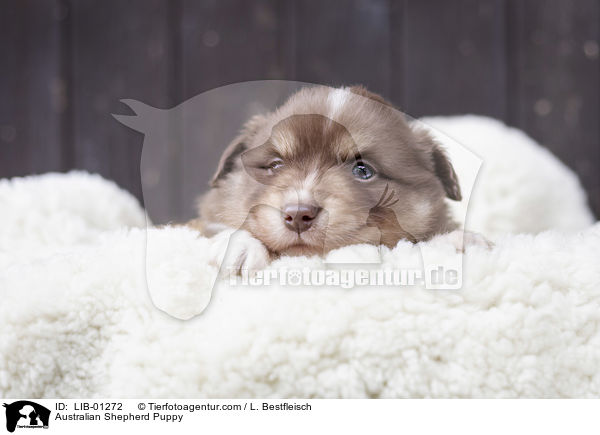 Australian Shepherd Welpe / Australian Shepherd Puppy / LIB-01272