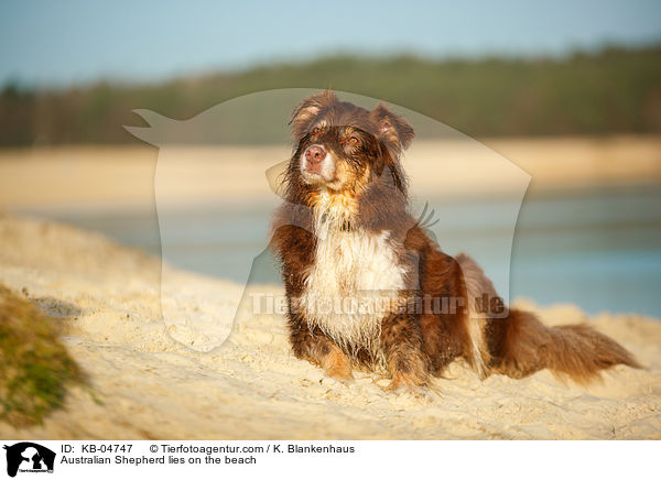 Australian Shepherd liegt am Strand / Australian Shepherd lies on the beach / KB-04747