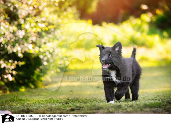 rennender Australian Shepherd Welpe / running Australian Shepherd Puppy / BS-08350