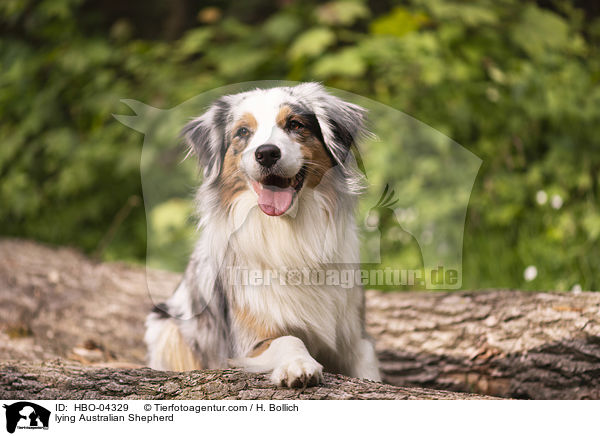 liegender Australian Shepherd / lying Australian Shepherd / HBO-04329