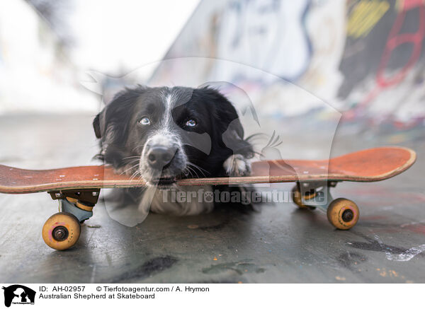 Australian Shepherd auf Skateboard / Australian Shepherd at Skateboard / AH-02957