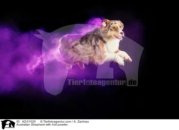 Australian Shepherd mit Holi Pulver / Australian Shepherd with holi powder / AZ-01020