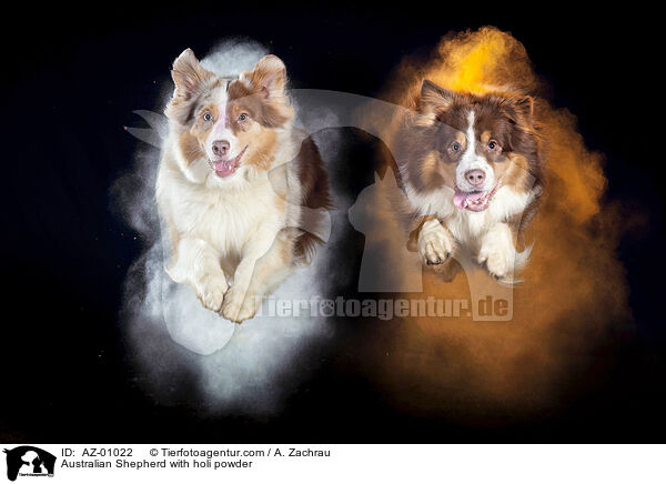 Australian Shepherd mit Holi Pulver / Australian Shepherd with holi powder / AZ-01022