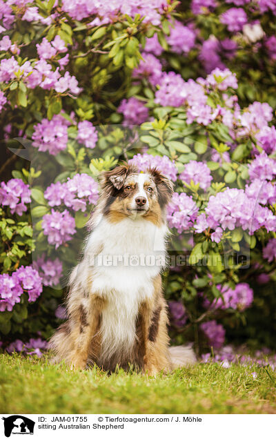 sitzender Australian Shepherd / sitting Australian Shepherd / JAM-01755