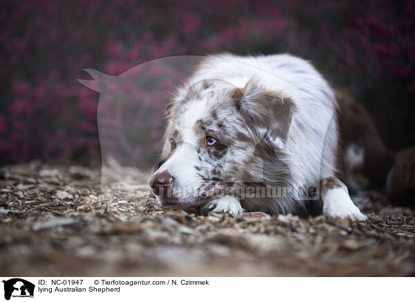 liegender Australian Shepherd / lying Australian Shepherd / NC-01947