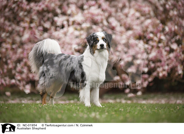 Australian Shepherd / Australian Shepherd / NC-01954