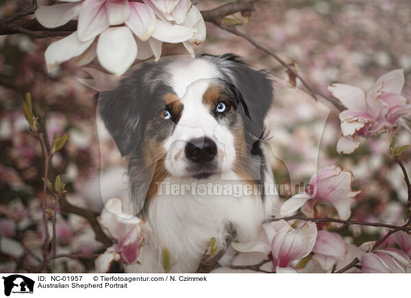 Australian Shepherd Portrait / Australian Shepherd Portrait / NC-01957