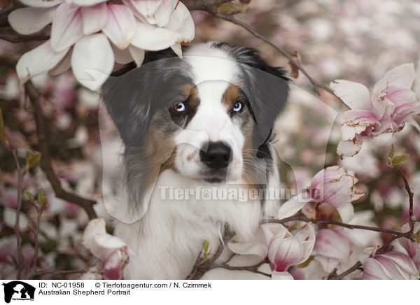 Australian Shepherd Portrait / Australian Shepherd Portrait / NC-01958