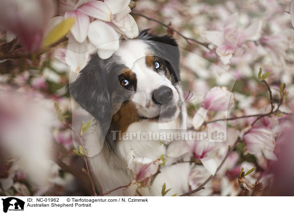 Australian Shepherd Portrait / Australian Shepherd Portrait / NC-01962