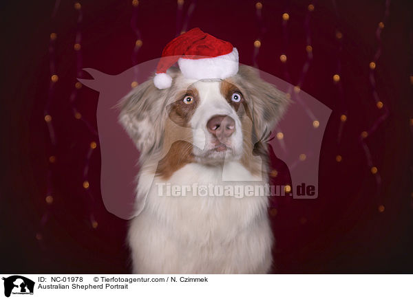 Australian Shepherd Portrait / Australian Shepherd Portrait / NC-01978