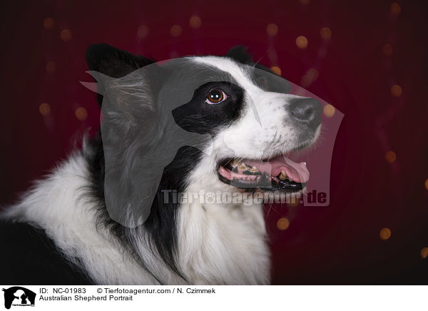 Australian Shepherd Portrait / Australian Shepherd Portrait / NC-01983