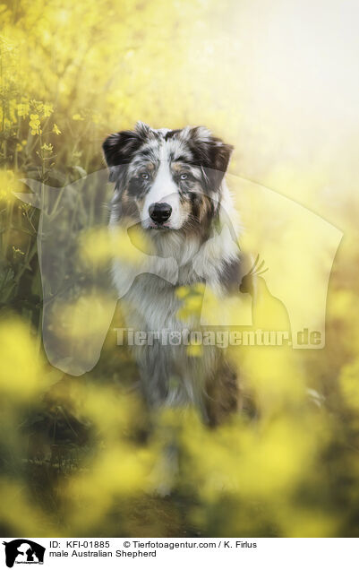 Australian Shepherd Rde / male Australian Shepherd / KFI-01885