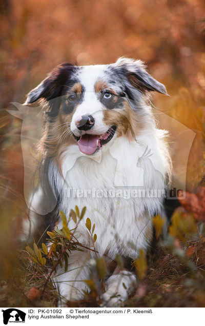 liegender Australian Shepherd / lying Australian Shepherd / PK-01092