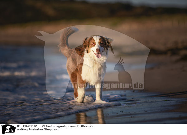 laufender Australian Shepherd / walking Australian Shepherd / PK-01161