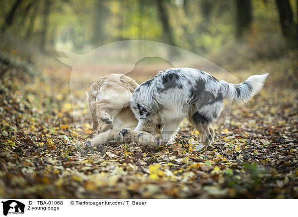 2 junge Hunde / 2 young dogs / TBA-01068