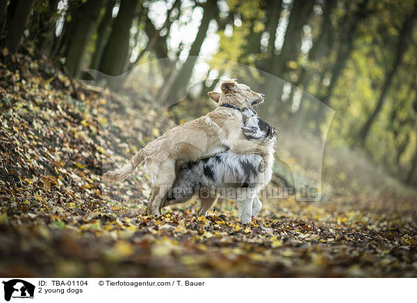 2 junge Hunde / 2 young dogs / TBA-01104