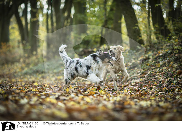 2 junge Hunde / 2 young dogs / TBA-01106