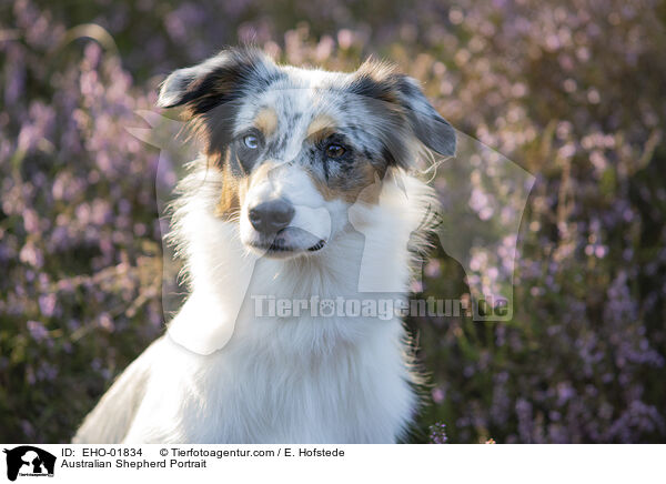 Australian Shepherd Portrait / Australian Shepherd Portrait / EHO-01834