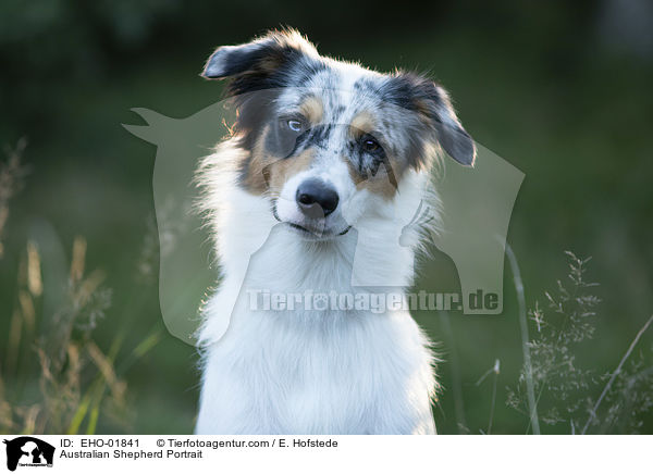 Australian Shepherd Portrait / Australian Shepherd Portrait / EHO-01841