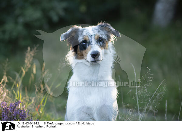 Australian Shepherd Portrait / Australian Shepherd Portrait / EHO-01842