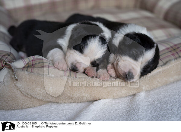 Australian Shepherd Welpen / Australian Shepherd Puppies / DG-09185