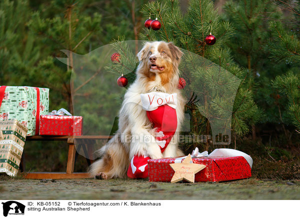 sitzender Australian Shepherd / sitting Australian Shepherd / KB-05152