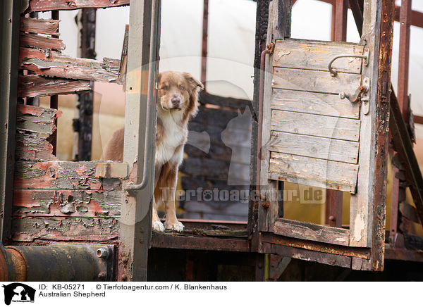 Australian Shepherd / Australian Shepherd / KB-05271