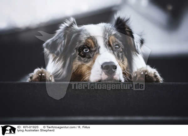 liegender Australian Shepherd / lying Australian Shepherd / KFI-01920