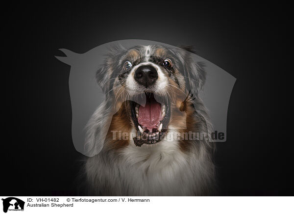 Australian Shepherd / Australian Shepherd / VH-01482