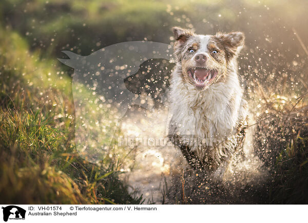 Australian Shepherd / Australian Shepherd / VH-01574