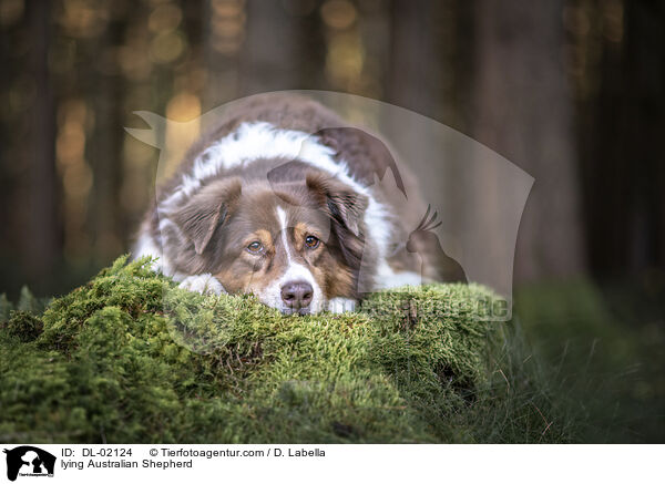 liegender Australian Shepherd / lying Australian Shepherd / DL-02124