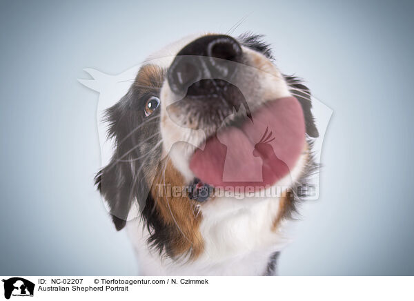 Australian Shepherd Portrait / Australian Shepherd Portrait / NC-02207