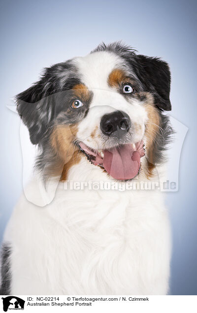 Australian Shepherd Portrait / Australian Shepherd Portrait / NC-02214