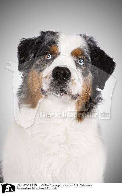 Australian Shepherd Portrait / Australian Shepherd Portrait / NC-02215