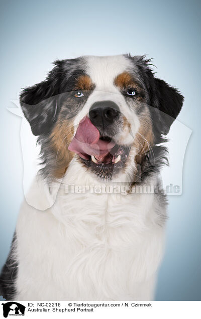 Australian Shepherd Portrait / Australian Shepherd Portrait / NC-02216