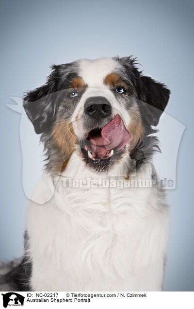 Australian Shepherd Portrait / Australian Shepherd Portrait / NC-02217