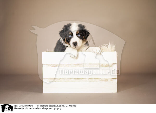 6-Wochen alter Australian Shepherd Welpe / 6-weeks old australian shepherd puppy / JAM-01950