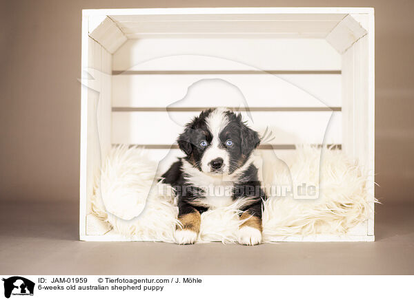 6-Wochen alter Australian Shepherd Welpe / 6-weeks old australian shepherd puppy / JAM-01959