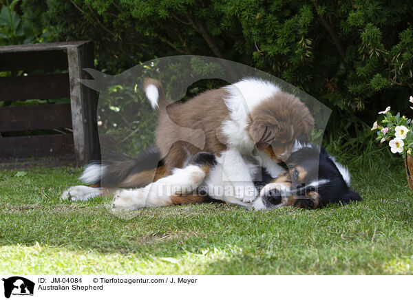 Australian Shepherd / Australian Shepherd / JM-04084