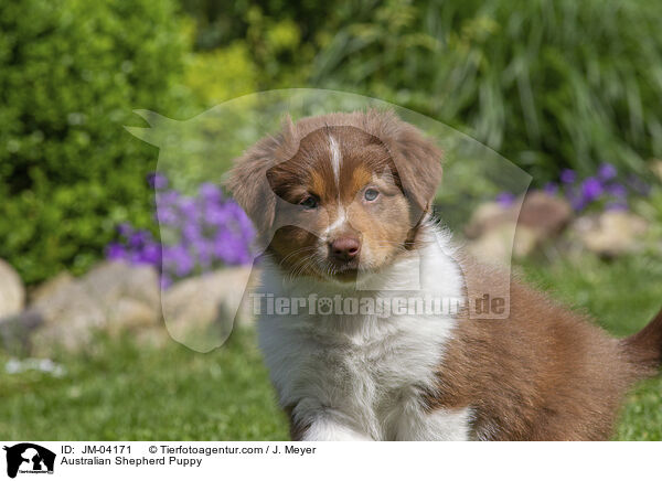 Australian Shepherd Welpe / Australian Shepherd Puppy / JM-04171